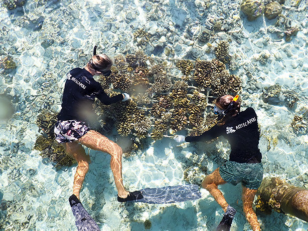     Sheraton Maldives