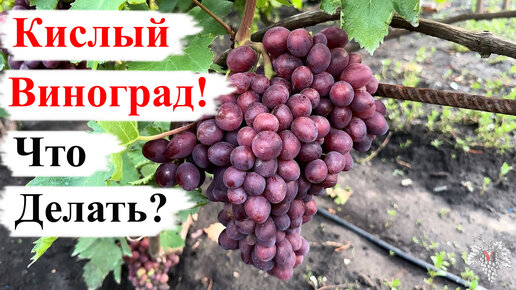 Download Video: Как СДЕЛАТЬ Виноград СЛАДКИМ? Как ПОМОЧЬ ему НАБРАТЬ САХАР!