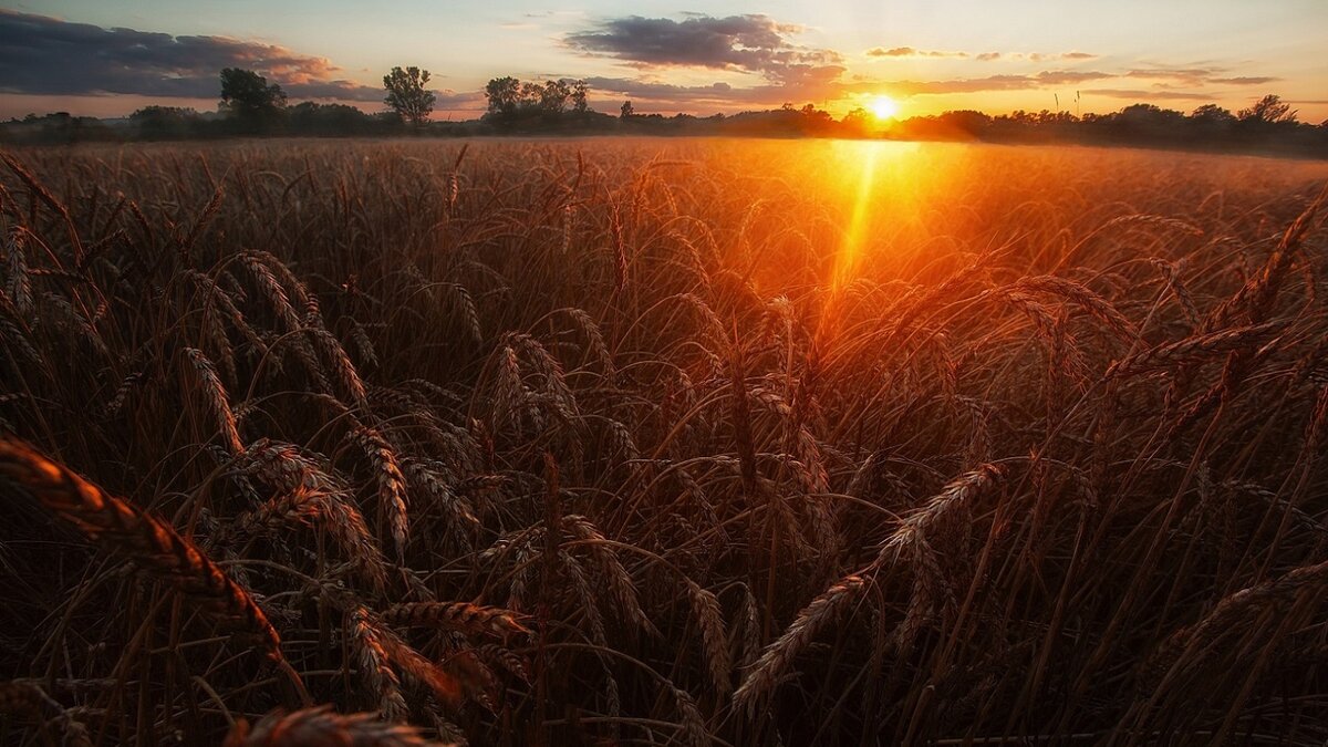 По поводу продвижения сайта по результатам звоните: +7(977)172-99-98 Максим