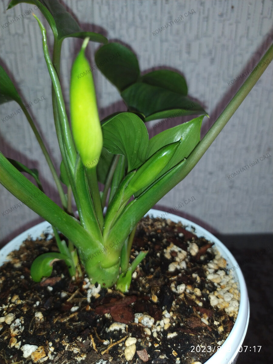 Хомаломена Эмеральд Гейм с бутонами 09.08.2023