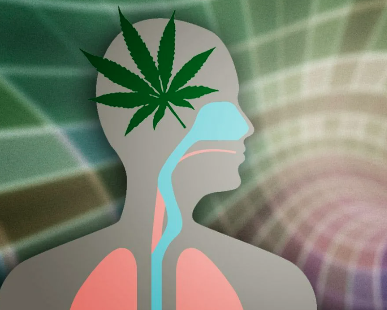 Влияние марихуаны на организм человека. Как распознать и как победить ...