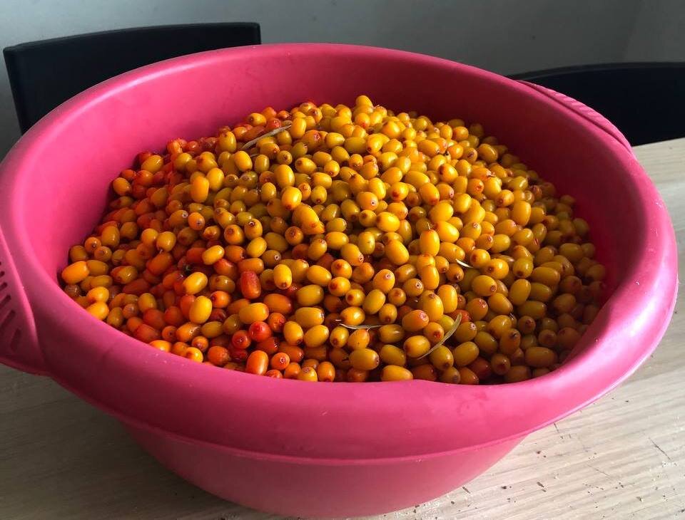 Моя самая любимая и всегда щедрая на урожай ягода. Люблю ее вкус, цвет, собирать. Всё в ней люблю!