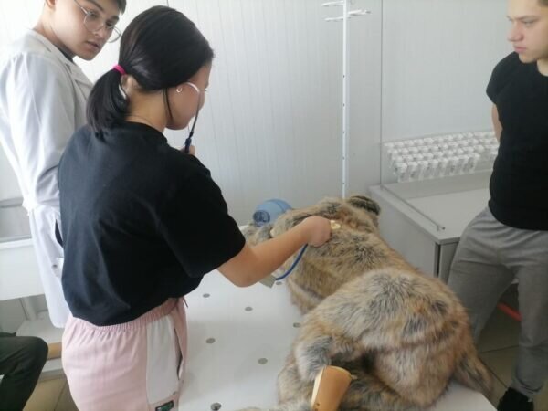    Фото: krao.ru
