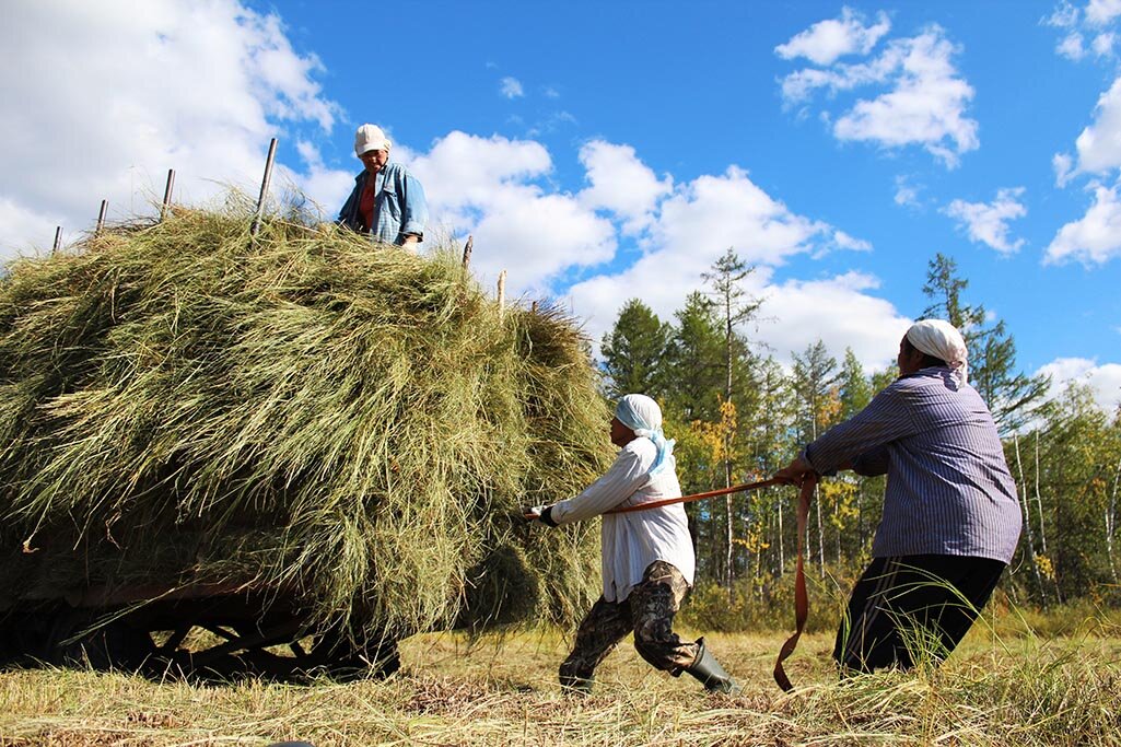 Косил сено стог сена. Сенокос в Якутии. Уборка сена. Сено косят. Заготовка сена.