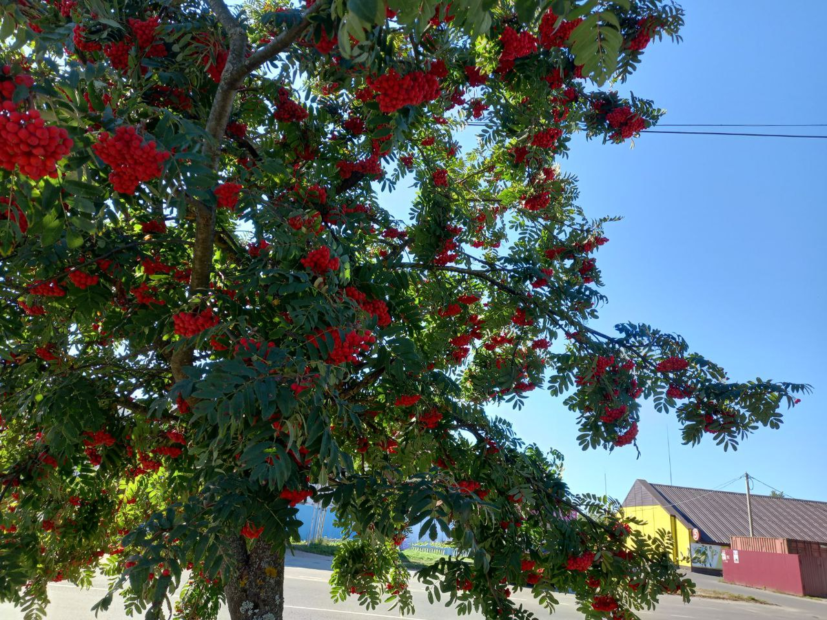 Рябина красная. Сентябрь. Фото автора.
