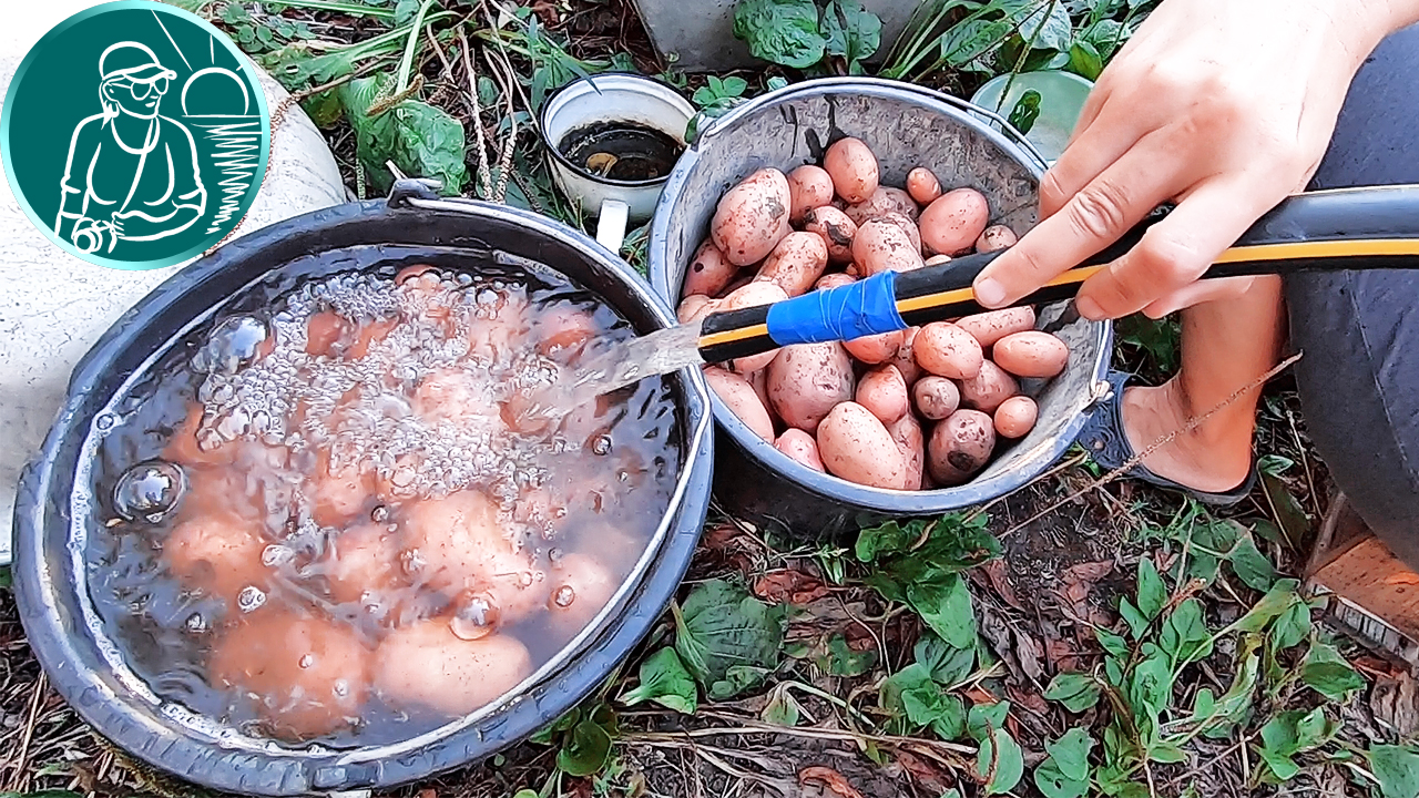 🥔 Можно ли мыть картошку перед хранением 🍠 Хранение картофеля 🌱 Опыт  Гордеевых | Гордеевы | Дзен