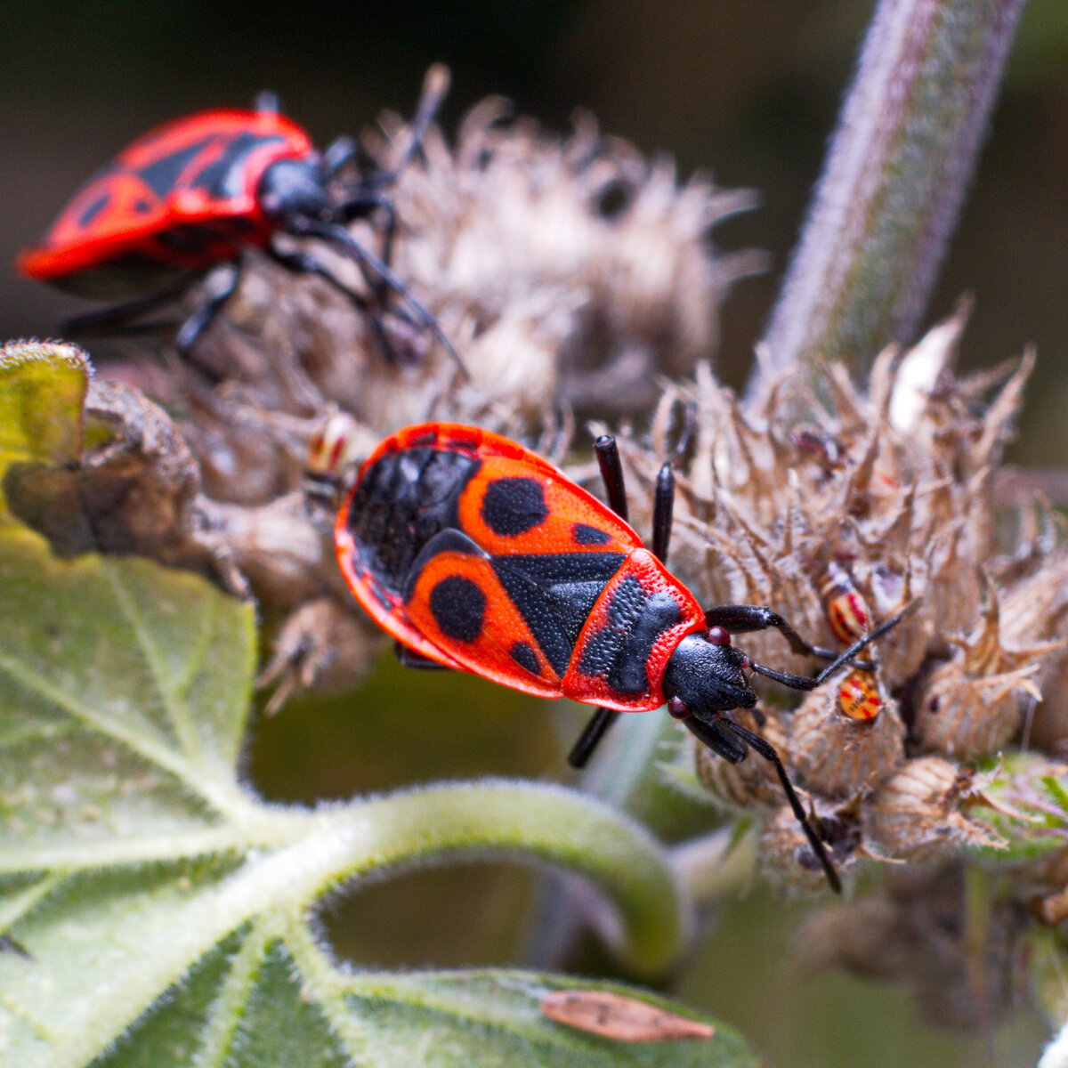 Клоп-солдатик Pyrrhocoris. Клоп-солдатик – Pyrrhocoris apterus. Красный клоп солдатик. Клоп солдатик альбинос.