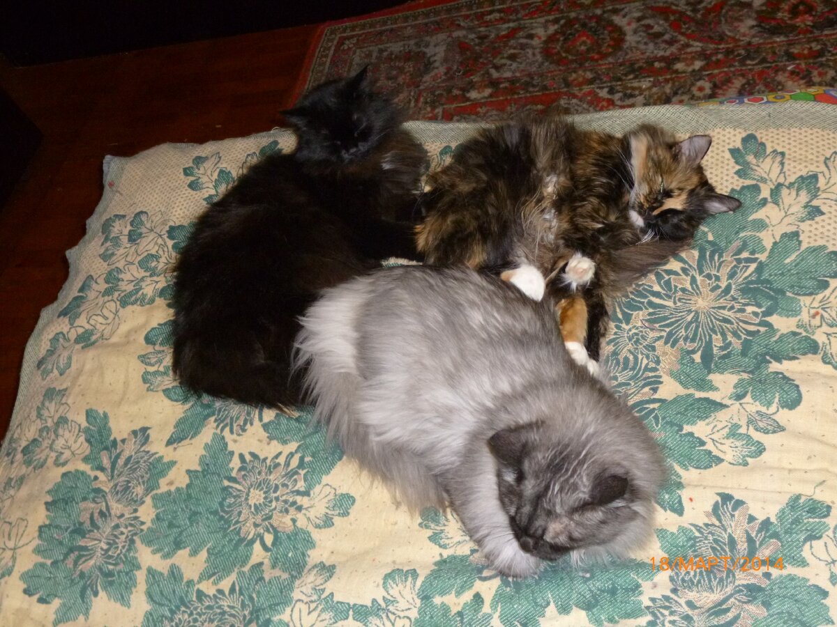 Цельная кучка - а в кучке три штучки