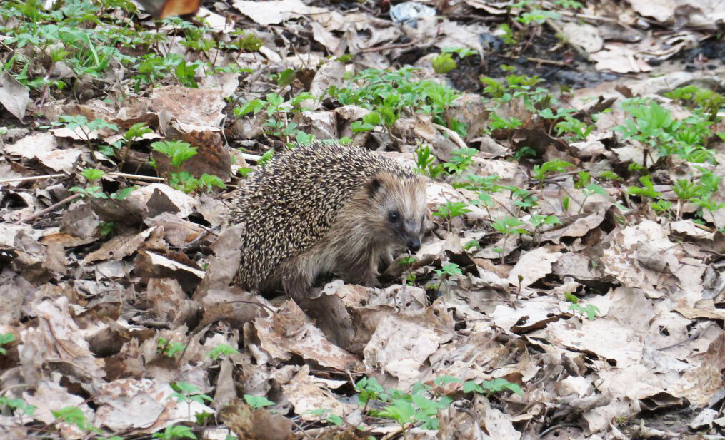 Ёжик удивлённо: кого это ещё нелёгкая принесла? Фото автора.