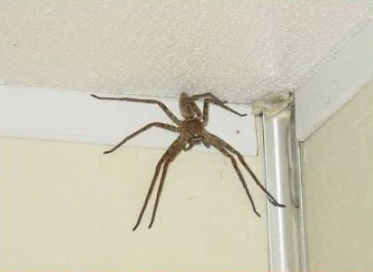 В России всё в разы меньше,начиная от пенсии,и заканчивая размером павуков,обитающих в ванной комнате.