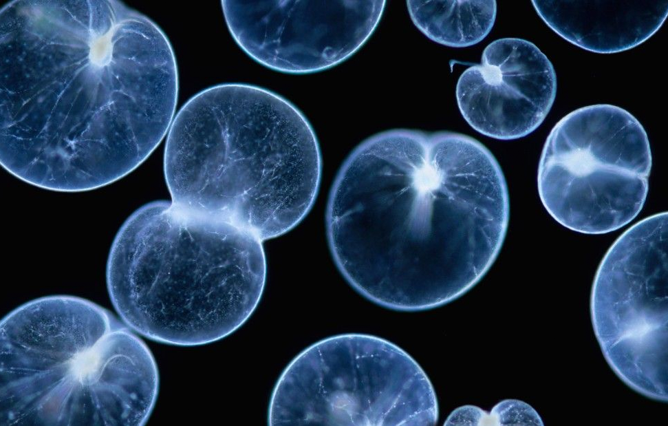 Noctiluca scintillans