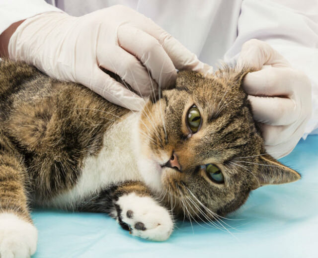 Ушной клещ у кошек: лечение и профилактика клещей в ушах