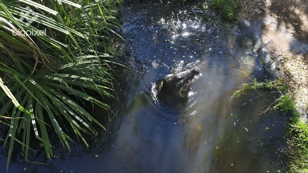 Шкуру? Шкуру мою хочешь, а ну зайди в воду