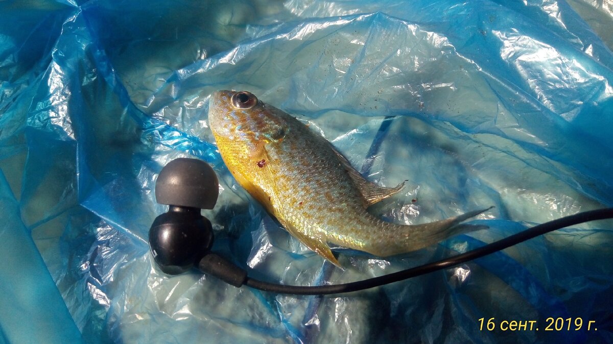 фото Жерех 32 см не клюет в речке, размер по закону от 10 см