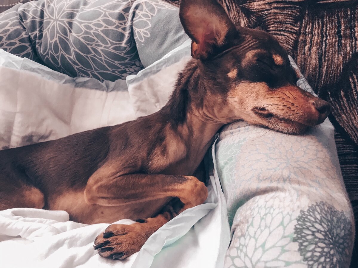 Фотография после ультразвуковой чистки зубов, полуспящий Ри