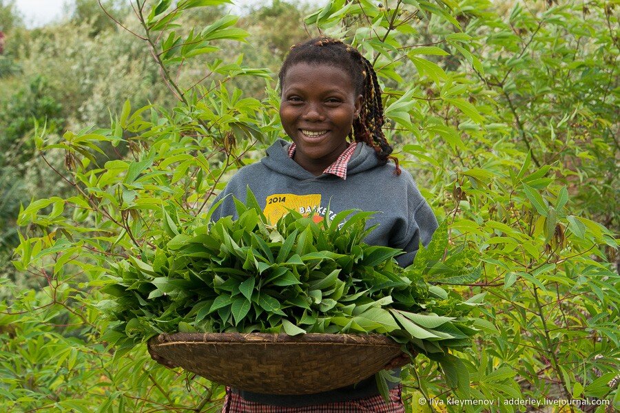 Да, у маниока едят и вершки, и корешки!
