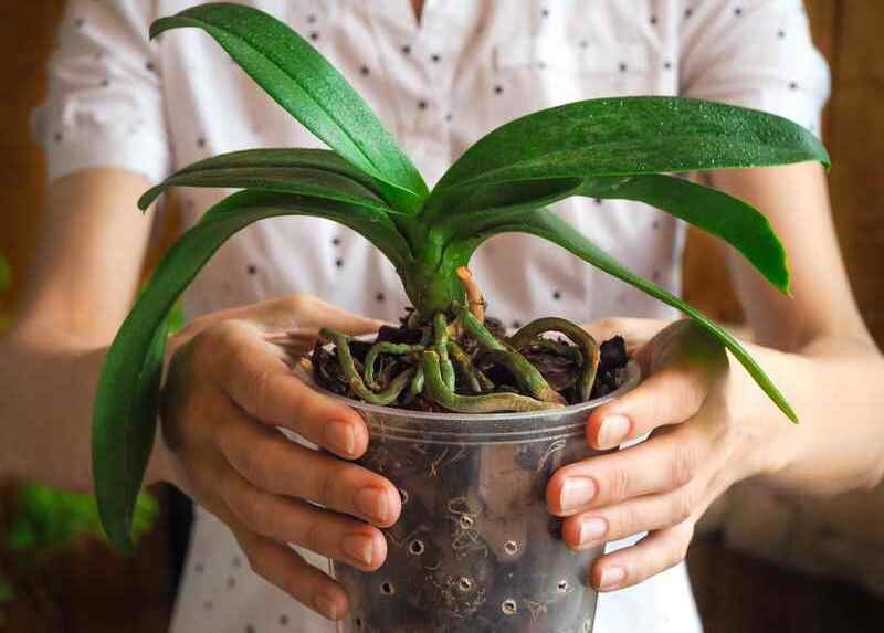 Посадка орхидеи в горшок (Источник: Яндекс.Картинки)