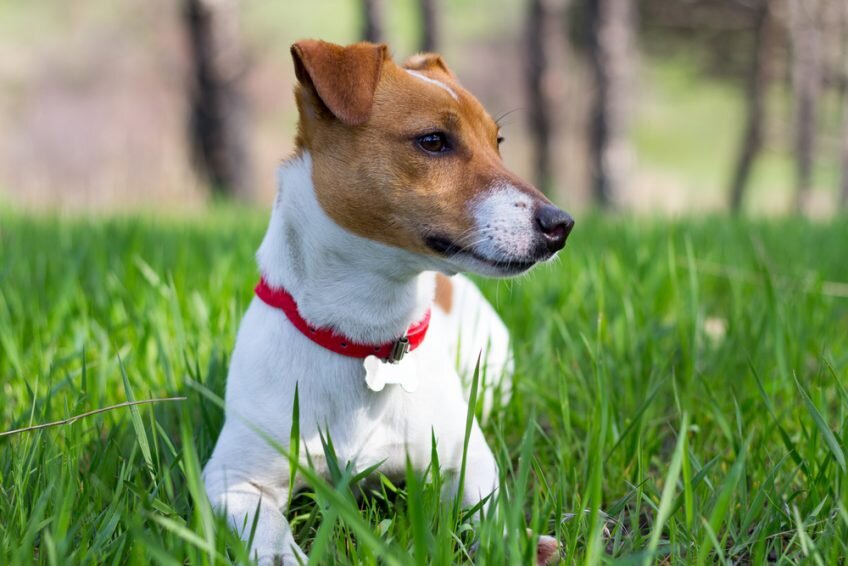 https://www.psy.pl/rasa/jack-russell-terrier/