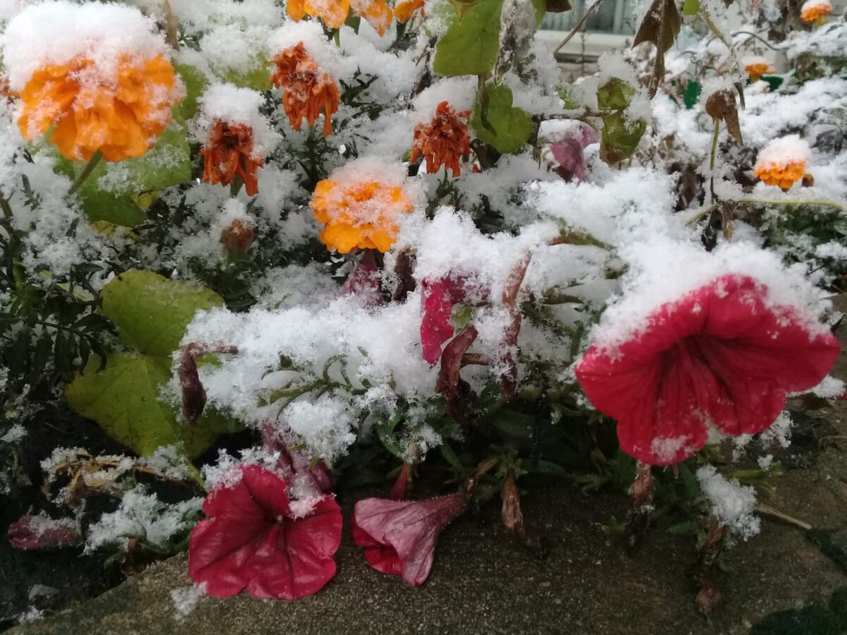 Это наш зазимок. В Сибири так первый снег называют.