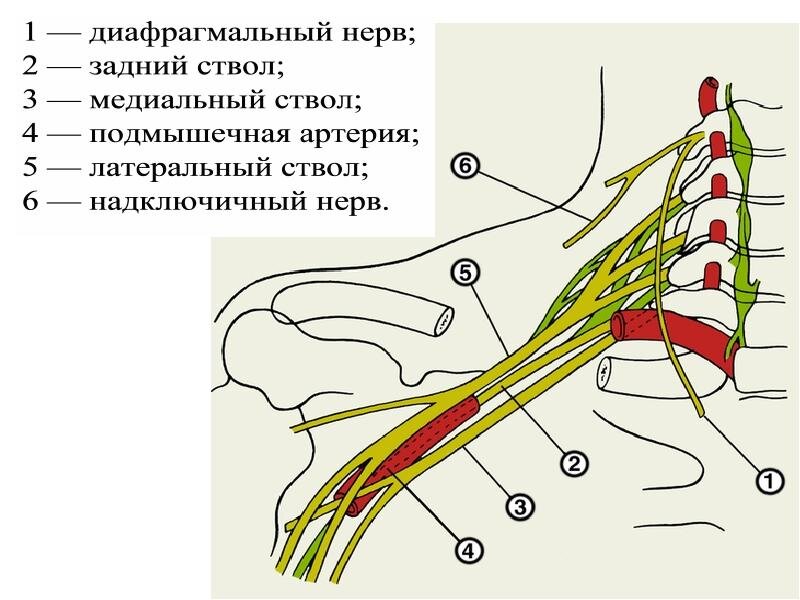 Шейное и плечевое сплетение. Источник изображения: Яндекс.Картинки