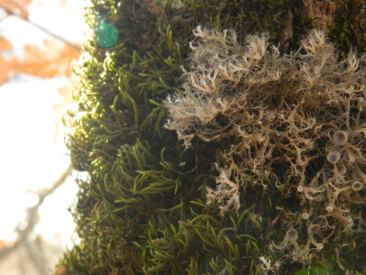 Молодой и "пожилой" мох на одном дереве. И где тут север?