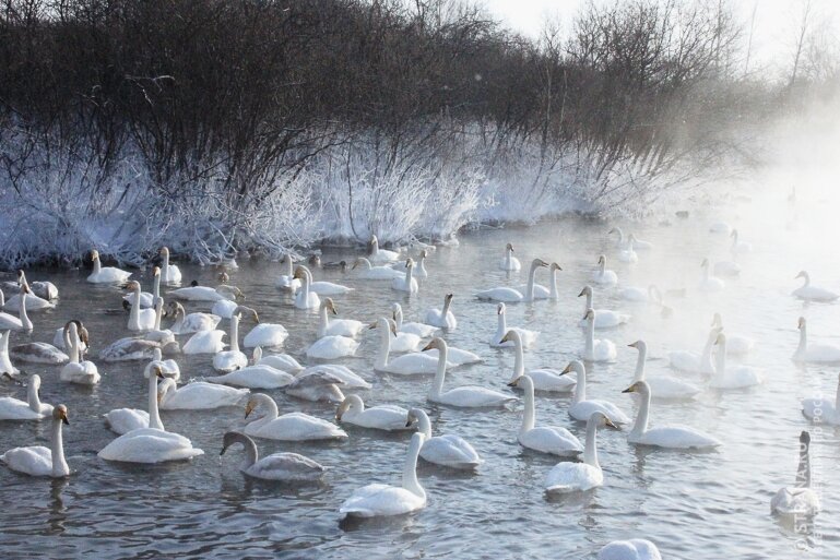 Лебеди-кликуны готовятся к зимовке. Фото: Екатерина Зель / Strana.ru