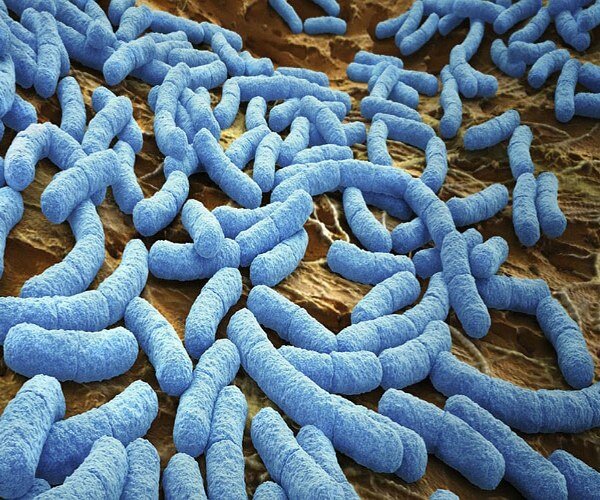 Бактерии    https://gemoparazit.ru/wp-content/uploads/2017/02/formu_bakteriy_lechis_z20-min.jpg