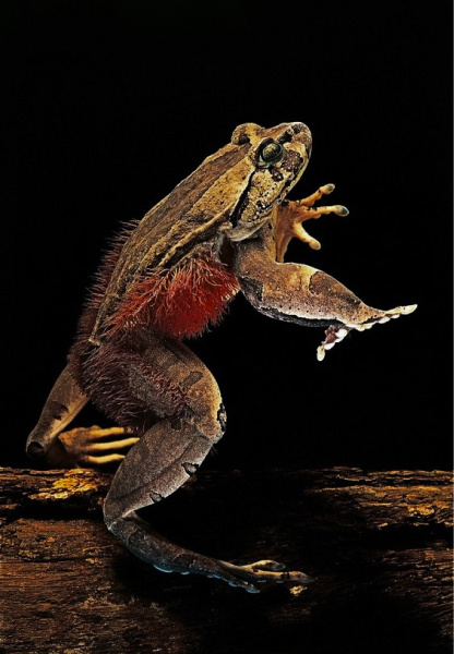  Лягушка - россомаха 