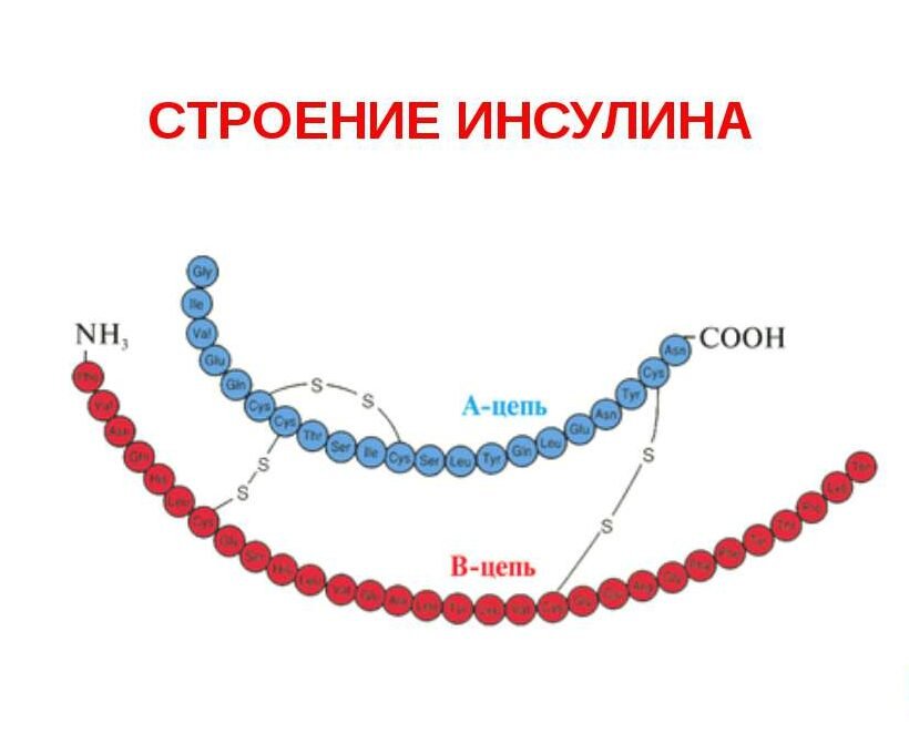 Инсулин биохимия презентация