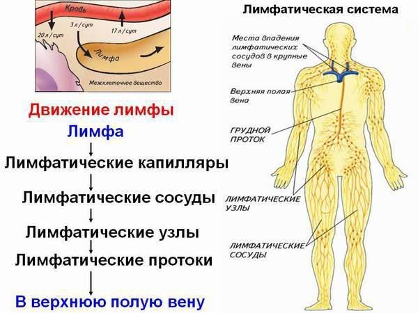 Диагностика патологии соединительной ткани