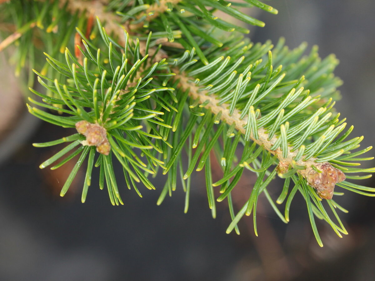 Пихта сибирская (Abies sibirica)