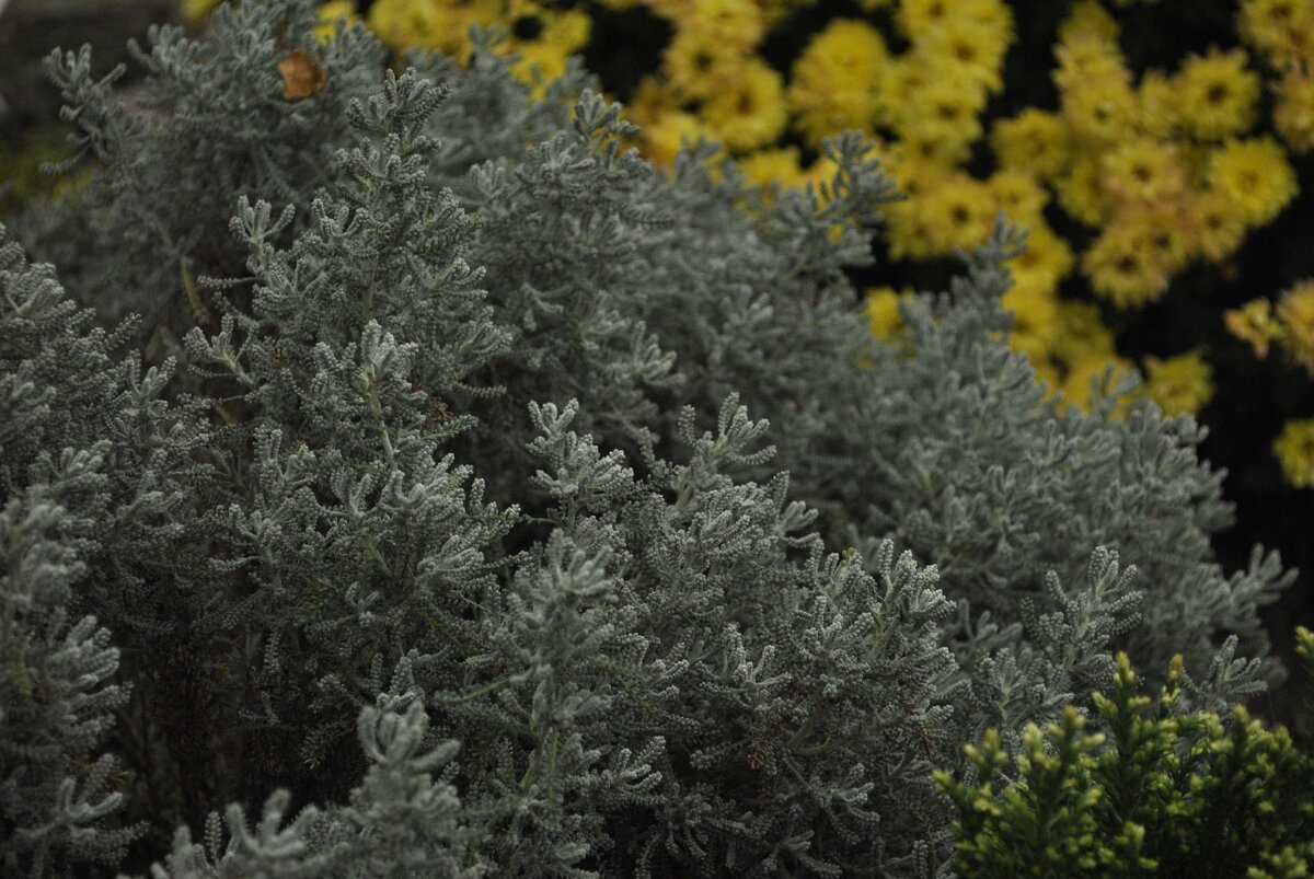 Сантолина серебристая