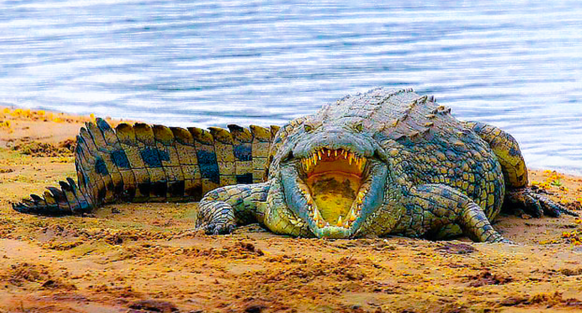 Где живет нильский крокодил