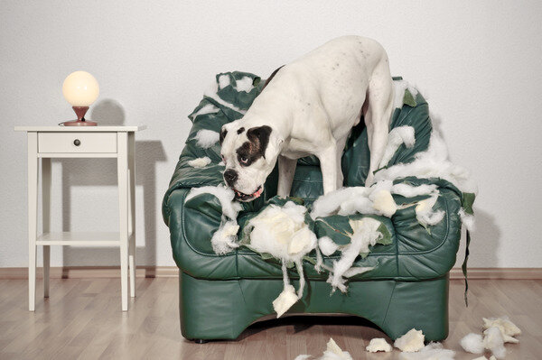 https://assets.reviews.com/uploads/2019/04/12101358/dog_breeds_insurance.jpg