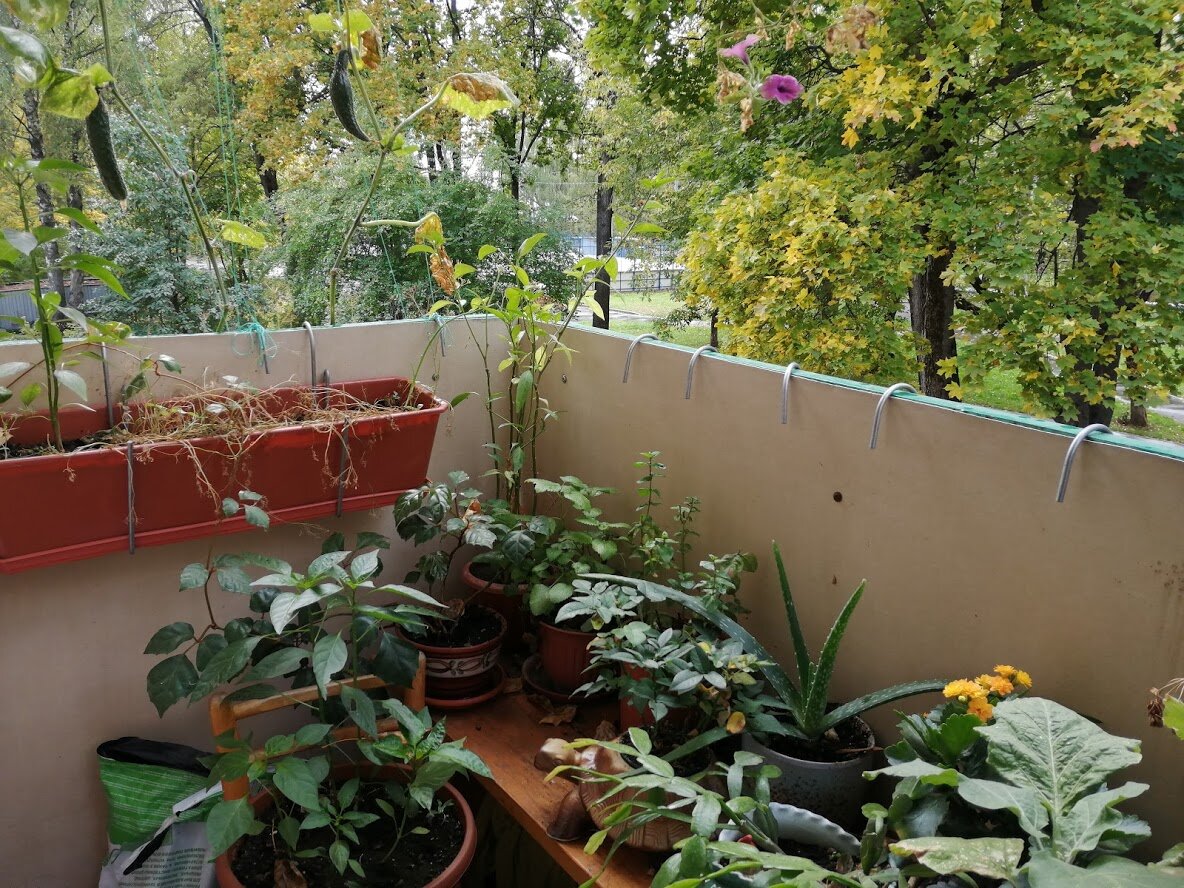 Горшки для помидоров на балконе. Маленький огород на лоджии. Огород на балконе. Балконный огород. Огородик на балконе.