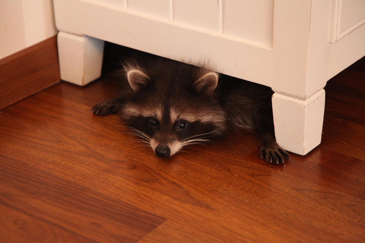 Решение о заведении енота в качестве питомца должно быть максимально взвешенным и обдуманным