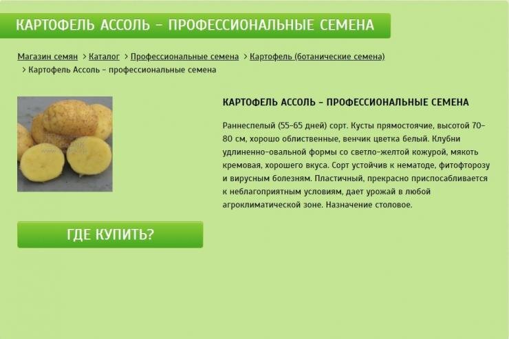 Картофель из семян: обновляем и омолаживаем сорт: практические советы специалиста