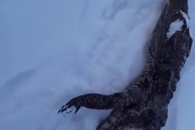  
В Якутске нашли мертвого крокодила. Фото несчастной рептилии в редакцию прислали со словами: неужели нельзя было животное отвезти в зоопарк.
