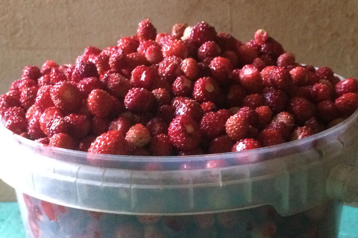 душистая лесная земляника