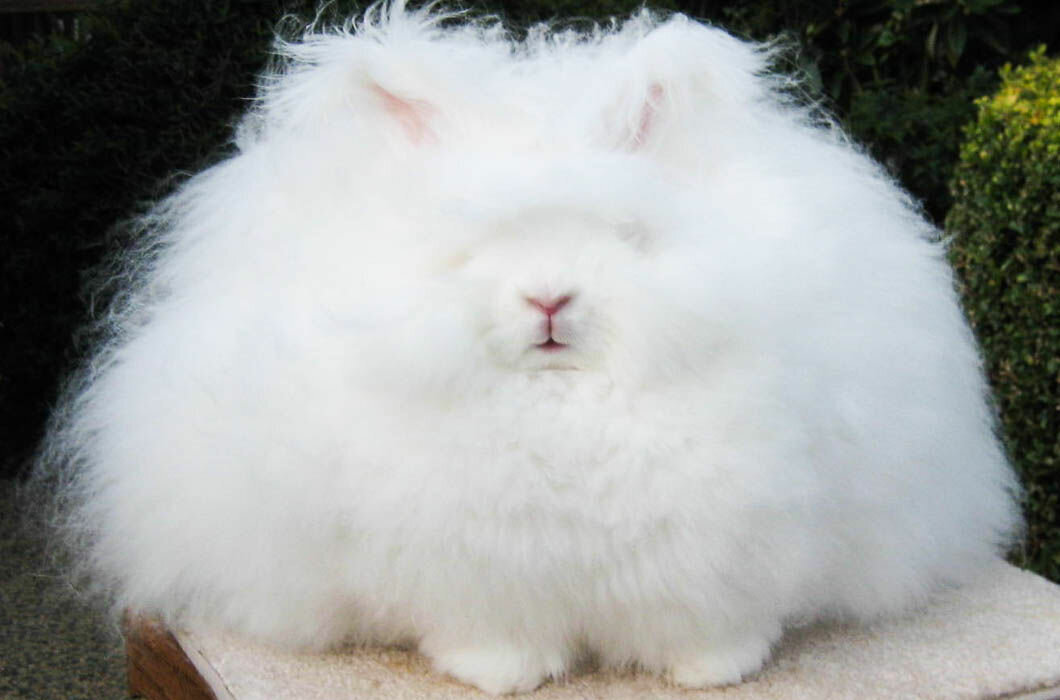 Фото из Яндекс