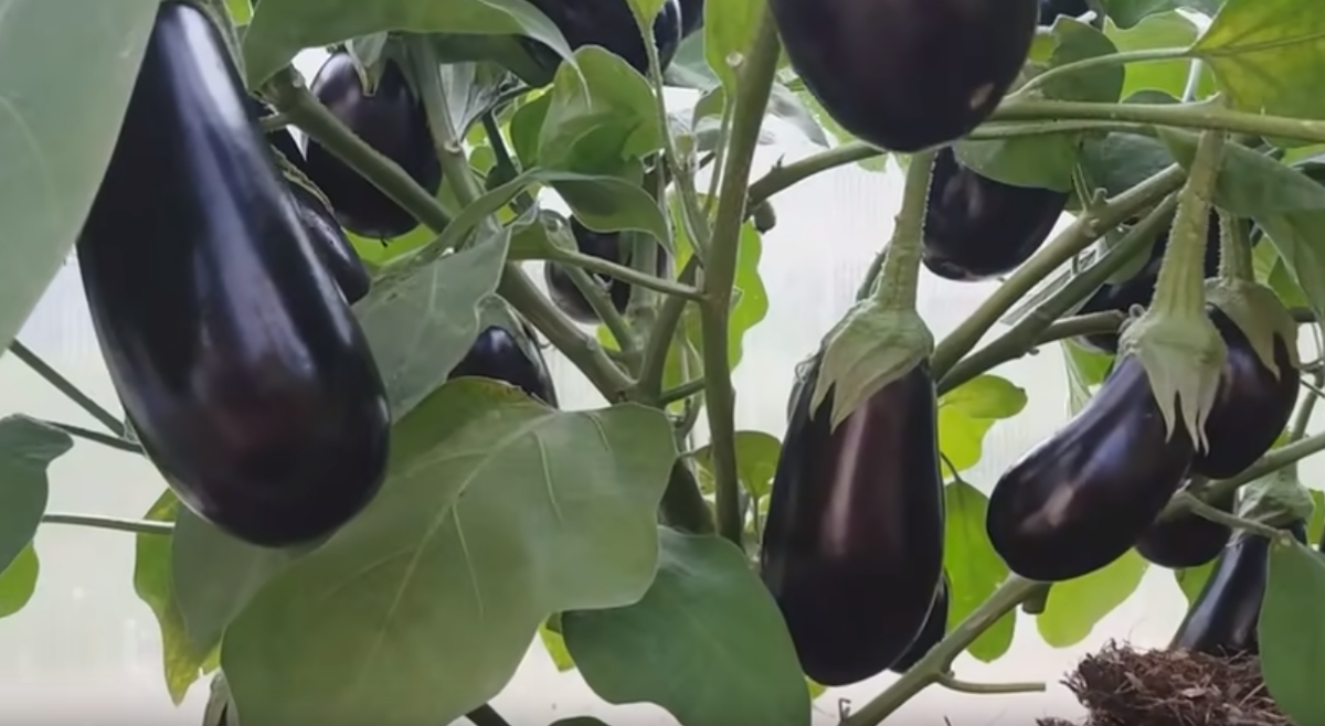 Баклажаны сорта Алмаз, Блэк Бьюти