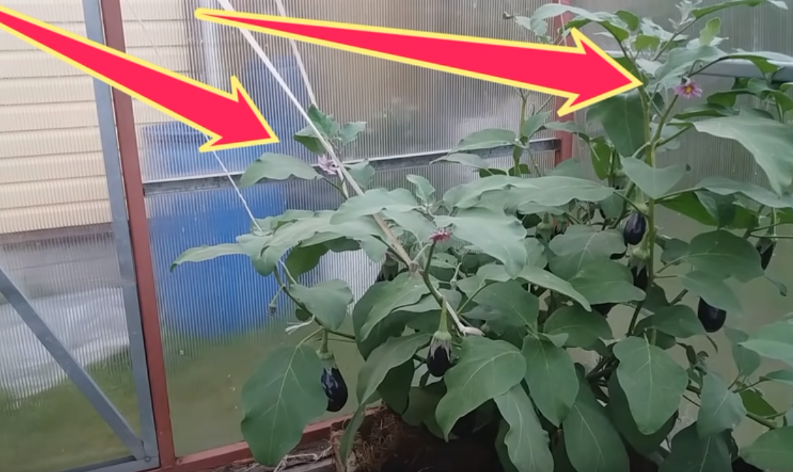 Рассада плохо росла и, наконец, совсем прекратила рост