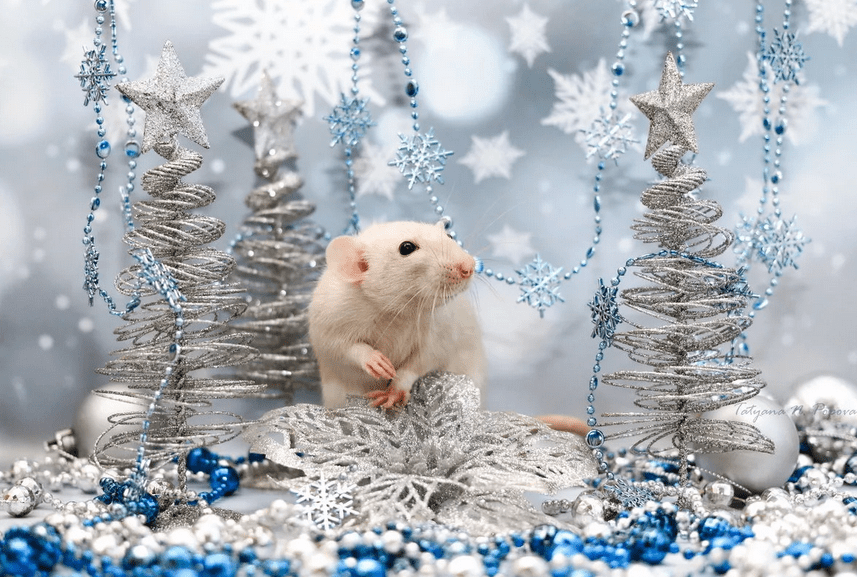 Будущий год – это год Белой Металлической Крысы. Она – эталон экономности, но в то же время и разумных трат, что позволяет ей всегда жить в достатке. Если вы хотели привлечь в свою жизнь богатство, то вам стоит придерживаться некоторых правил празднования нового года, которые нравятся Крысе.
Денежные приметы от Крысы Насчет денег у хозяйки года есть свои советы. 
*Во-первых, не стоит входить в новый год с долгами. Постарайтесь уже в декабре рассчитаться денежными обязательствами. В ином случае долги могут в будущем году только накапливаться, что приведет к затруднительному материальному положению. *Во-вторых, к богатству в 2020 году – не только отдать и забрать долги, но и не давать перед Новым годом денег в долг даже близким людям.

*Нельзя встречать Новый год с пустым кошельком или счетом. Крыса – животное запасливое, она умеет распределять расходы, поэтому тратить все сбережения на праздник не стоит.

*Бизнесменам стоит положить себе в карман в новогоднюю ночь старинную монету. Номинал и год выпуска значения не имеют. Эта денежная примета сулит в новом году хорошие и выгодные сделки, и, соответственно, прибыль.

*Фигурка будущей хозяйки года – к добру, достатку и спокойствию. Ее стоит держать в доме, а на праздник переместить за стол, где соберется семья и друзья.