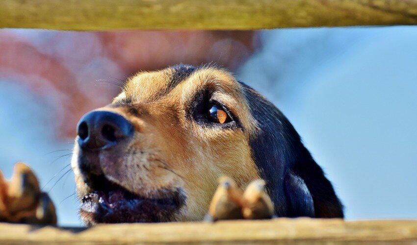 Фото: pixabay.com