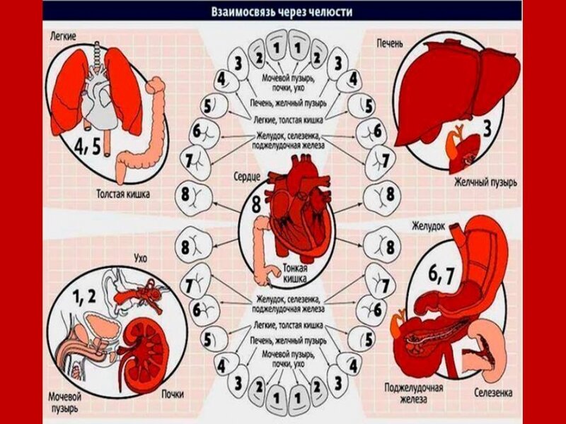 Какой орган лучше. Связь зубов и внутренних органов схема. Схема связи зубов с внутренними органами и системами. Проекция органов на зубы. Взаимосвязь зубов и внутренних органов.