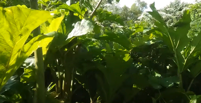 выше человека!