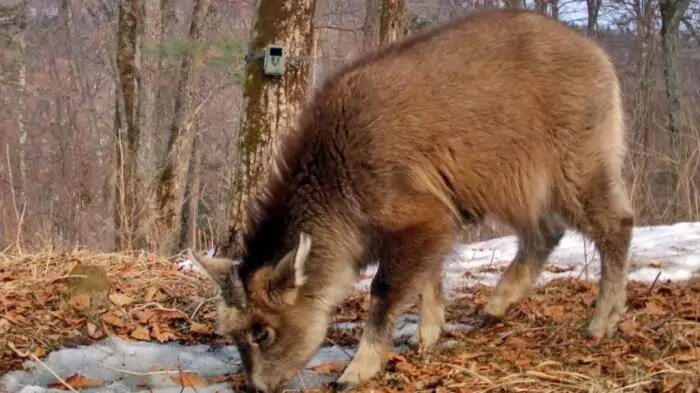 ЖИВОТНЫЕ КРАСНОЙ КНИГИ РОССИИ - Амурский горал