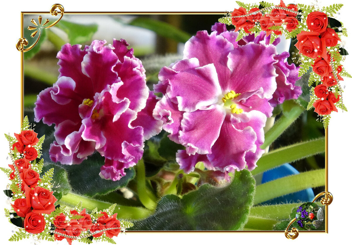 фиалка Амадеус (К. Морев)