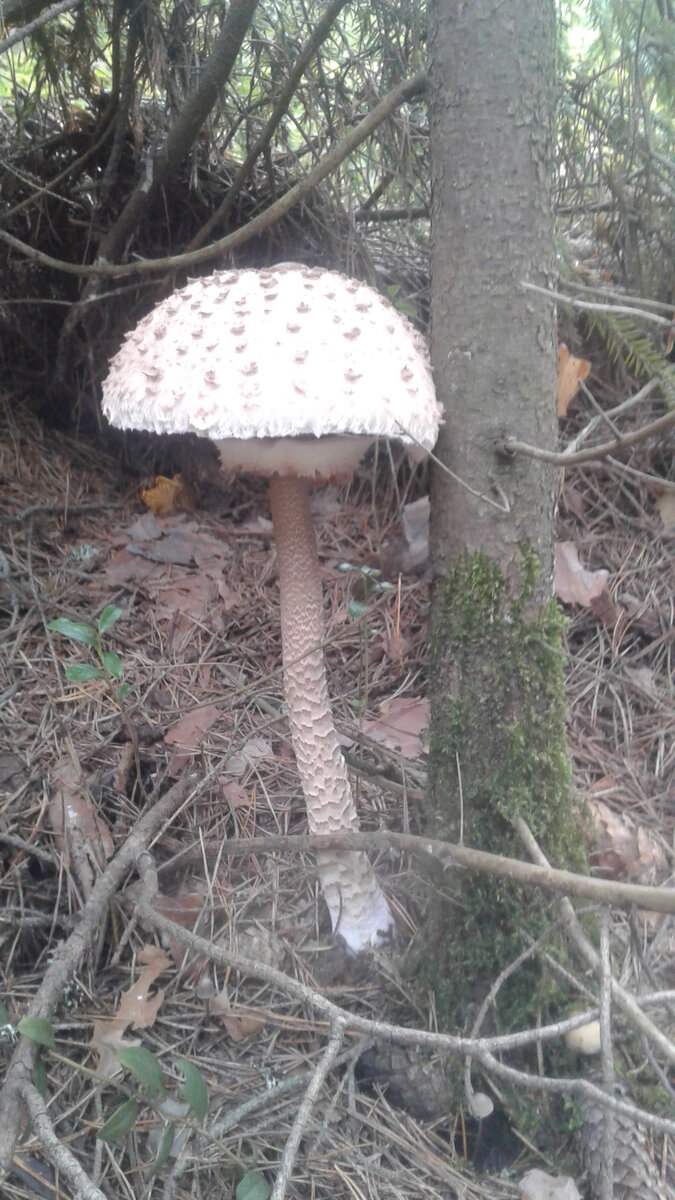 Зонтик пёстрый