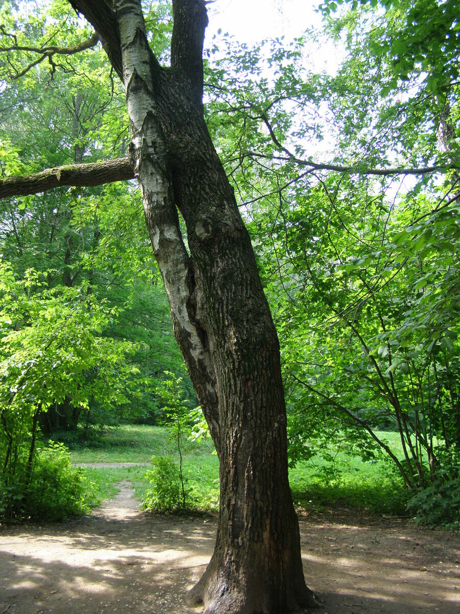 Березовый танец.